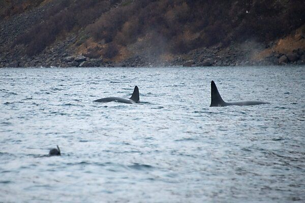 Orca-Gruppe jagt Walhaie in koordinierten Attacken