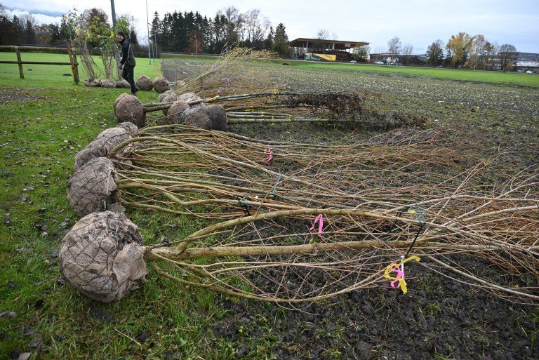 Rund 150 Bäume und Sträucher werden diese Woche enlang des Ufers gepflanzt. - Ein Stück Kanal zurück in naturnahen Zustand gebracht - Ein Stück Kanal zurück in naturnahen Zustand gebracht