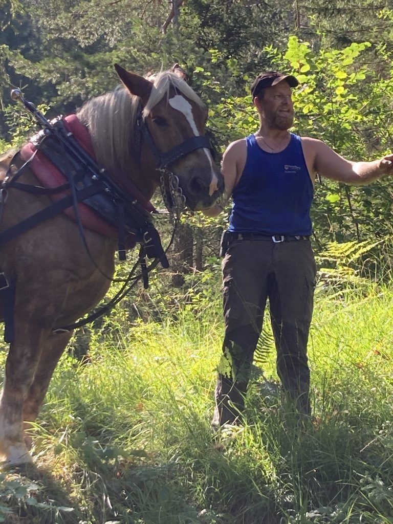 Mit Pferdestärke unterwegs im Wald : Für Stefan Nenning gibt es nichts Schöneres als die Holzarbeit an der Seite seines Pferdes.