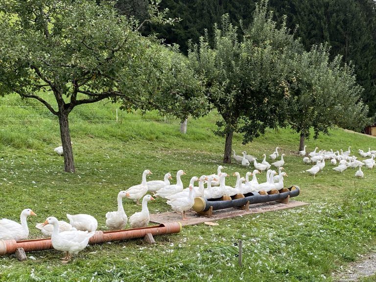 Gänse am Sunnahof
