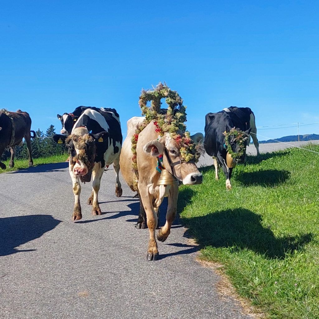 Vom „Vorstands-Dasein“ auf einem Bauernhof