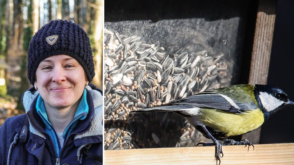 Startschuss für die Vogelfütterung: Tipps für ein gut besuchtes Futterhaus