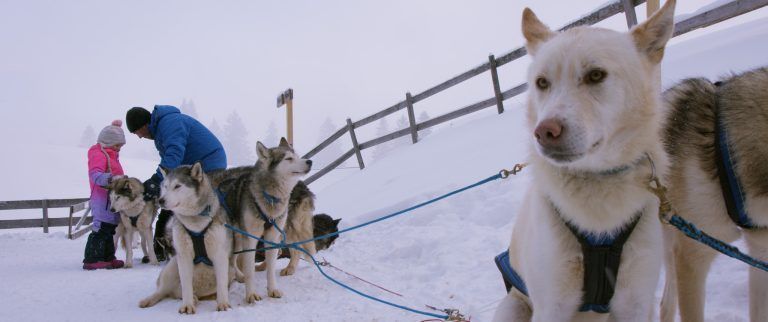 Husky Toni