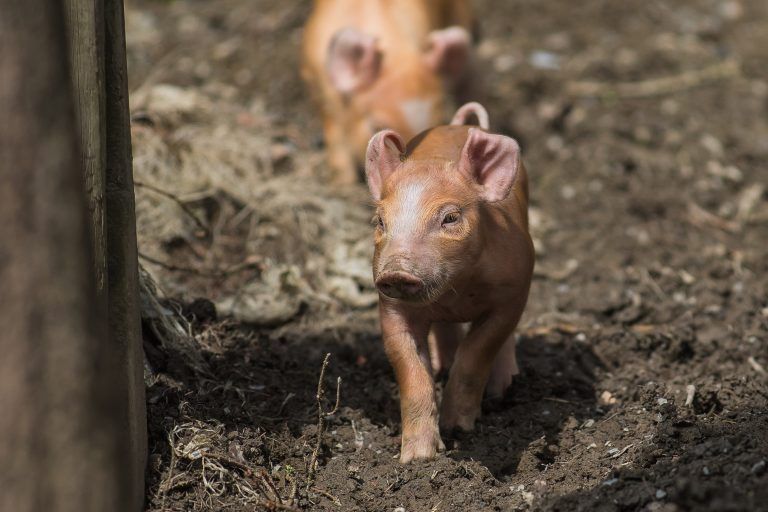 tierbaby doppelmayr zoo