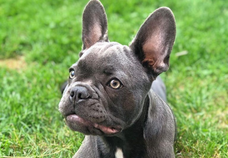 Bulldogge "Hope"