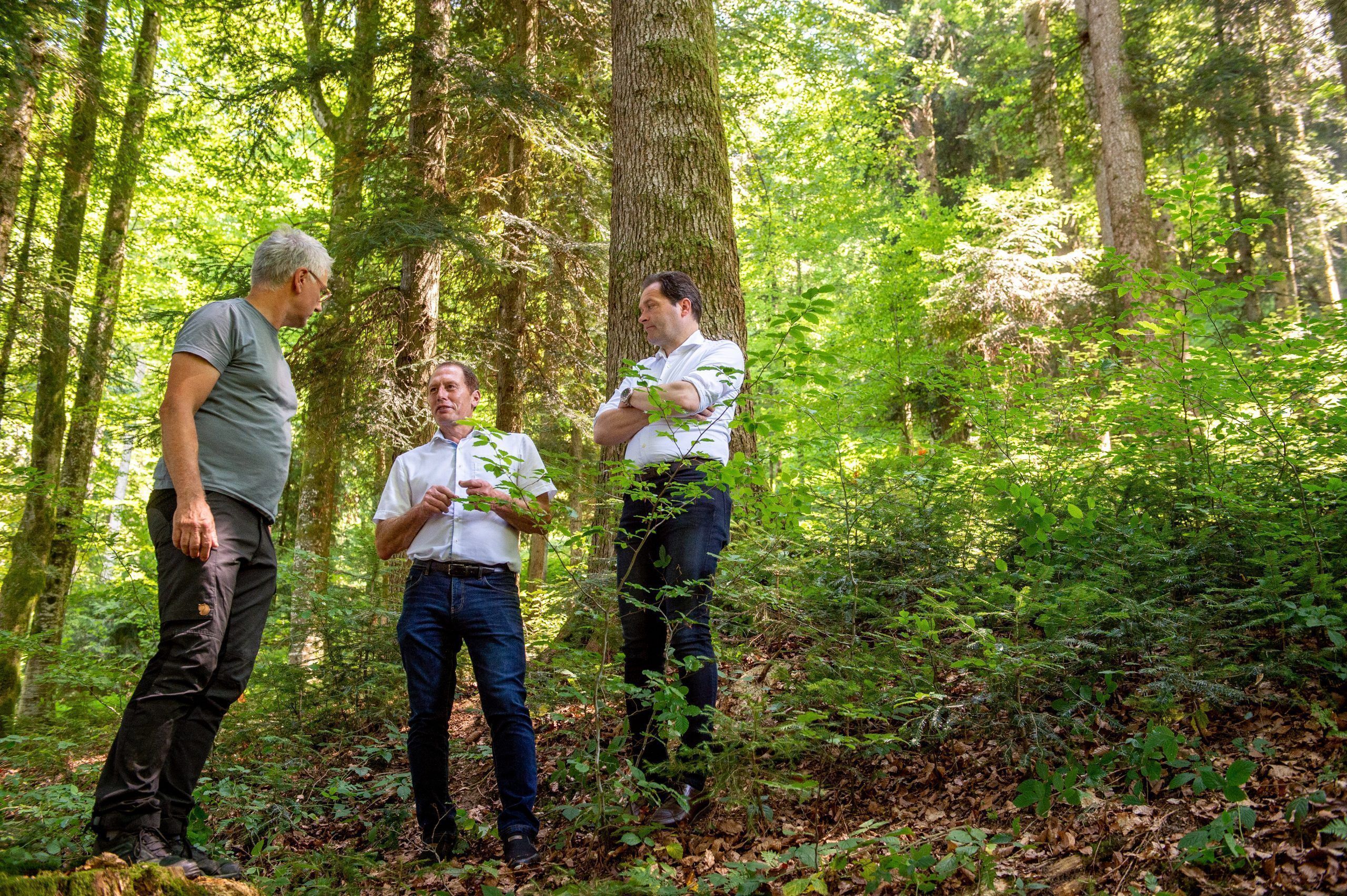 Landwirtschaftsminister Norbert Totschnig, Josef Moosbrugger und Peter Feuersicher (Landesforstdienst Vorarlberg) im Wald in Grumbach. Thema "Klimafitte Wälder am Schweizberg"