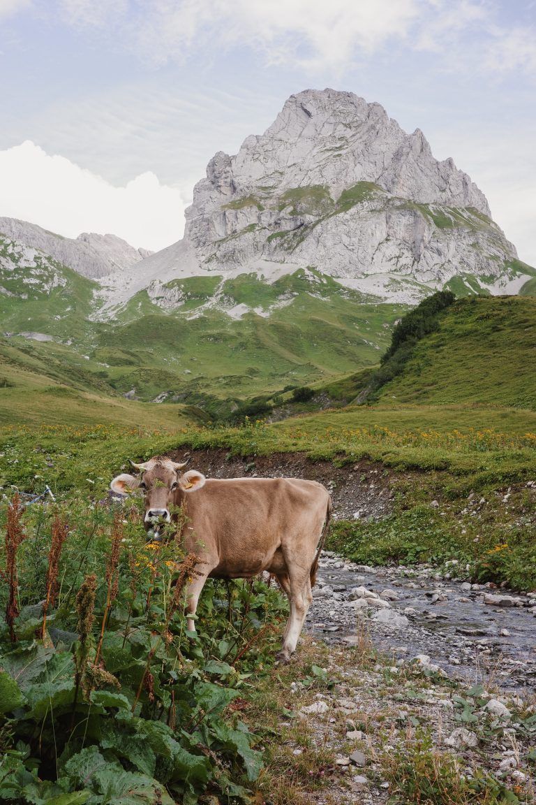 Alpsommer Klostertal