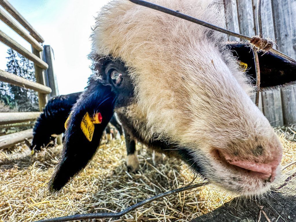 Gnadenfrist für den Doppelmayr-Zoo