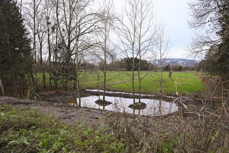 Amphibien erhalten Biotope im Ried: Unterschiedlich große Biotope stellen in nassen wie in trockenen Monaten ausreichen Laichmöglichkeiten für die heimischen Amphibien dar.