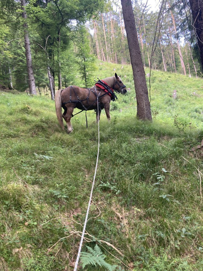 Mit Pferdestärke unterwegs im Wald : Hufschlag statt Motorengeräusch: Primus arbeitet leise und bodenschonend zwischen den Bäumen.