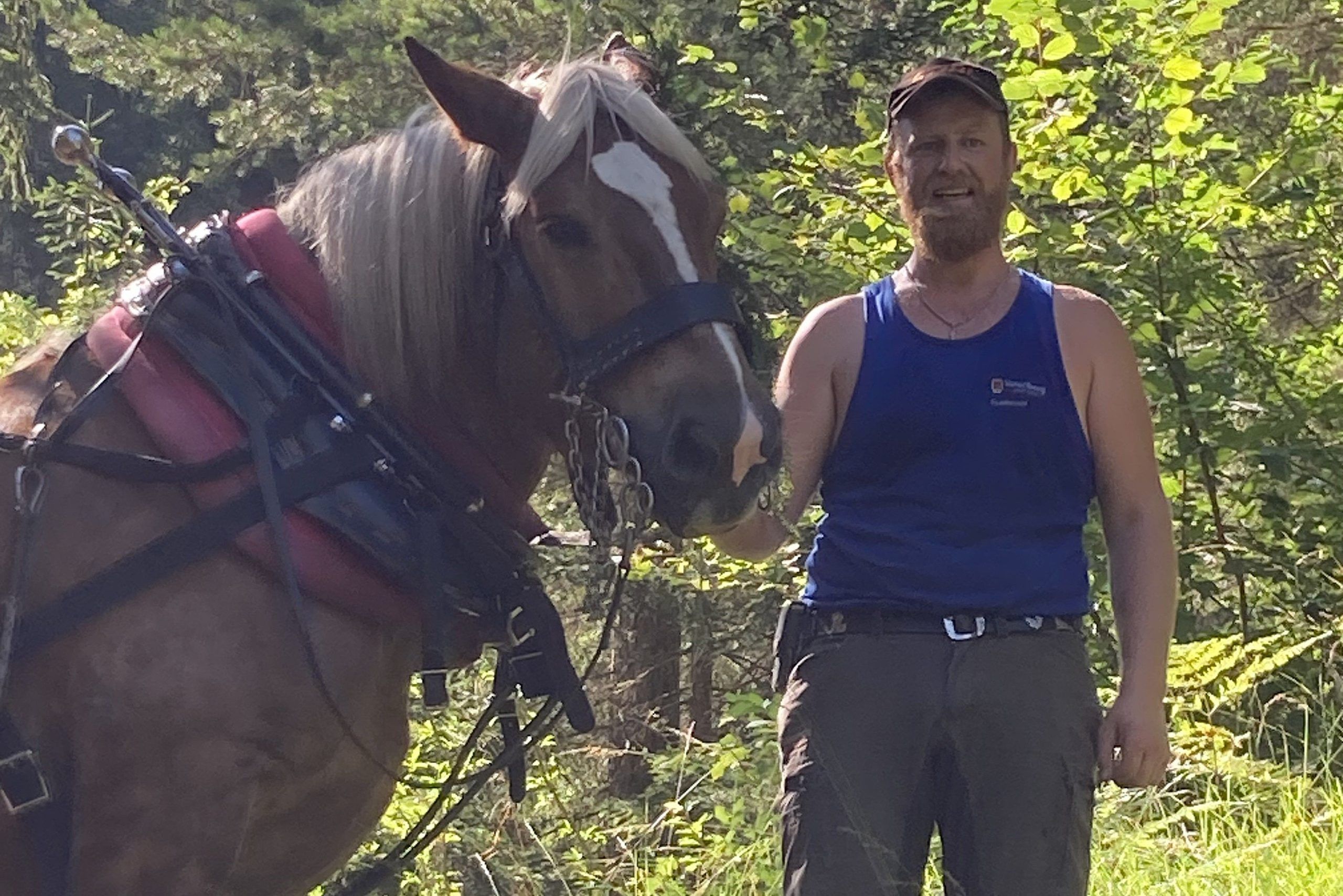 Stefan Nenning und sein Noriker Primus sind ein Team, das Tradition und Nachhaltigkeit beim Arbeiten im Wald vereint.