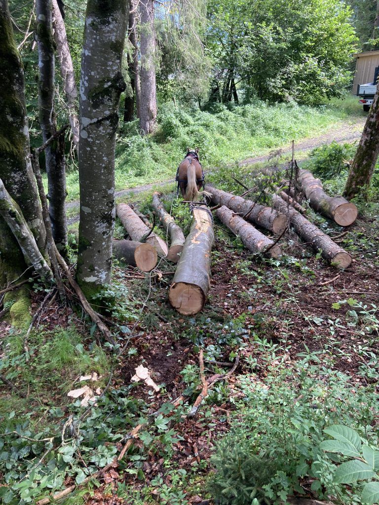 Mit Pferdestärke unterwegs im Wald : Primus in Aktion.