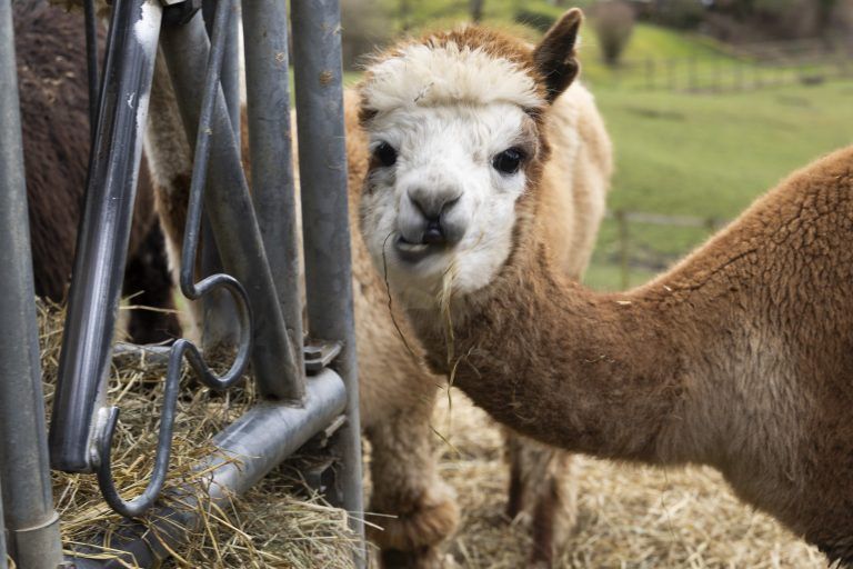 Betriebsgebiet Doppelmayer Doppelmayer Zoo Tiere Alpaka Ziegen Tiergarten