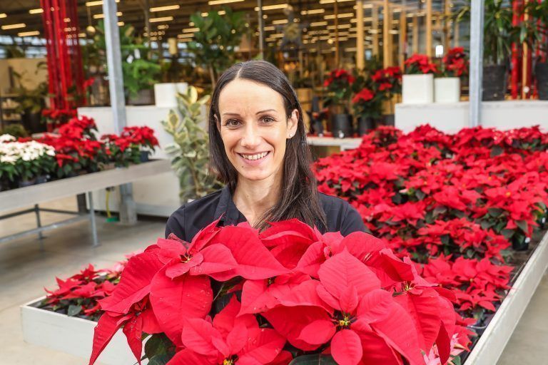 Klassiker zur Weihnachtszeit: Der Weihnachtsstern, treffen uns mit Sibylle von Rosen Waibel, die uns erzählt wie die Nachfrage ist, Pflegetipps etc.