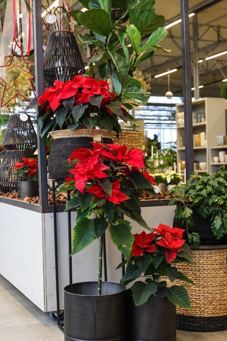 Klassiker zur Weihnachtszeit: Der Weihnachtsstern, treffen uns mit Sibylle von Rosen Waibel, die uns erzählt wie die Nachfrage ist, Pflegetipps etc.