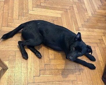 „Jeder, der einen Hund hat, sollte in seinem Vertrag nachschauen“