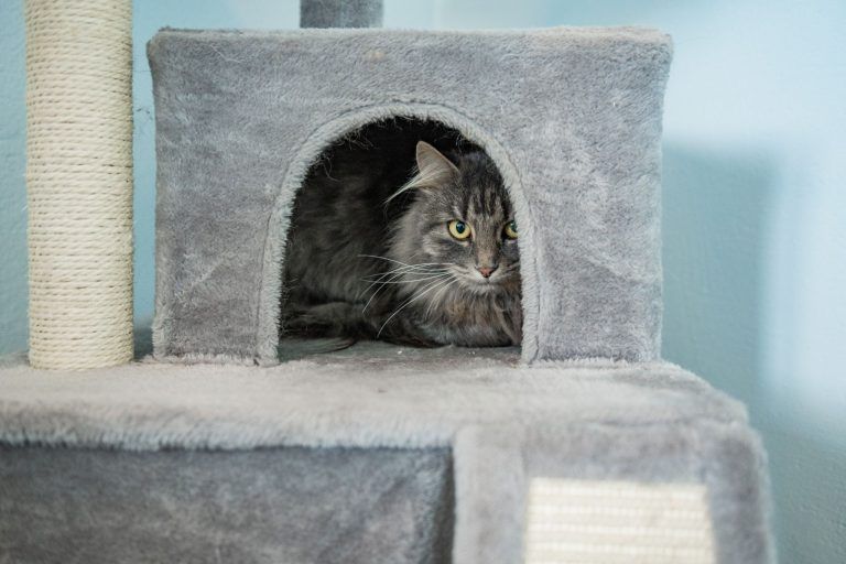 Katzenpension Fürst, Bregenz, Gloria Fürst