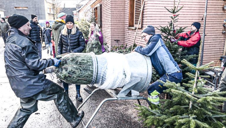 Das Kaufmann Christbaumteam hatte alle Hände voll zu tun