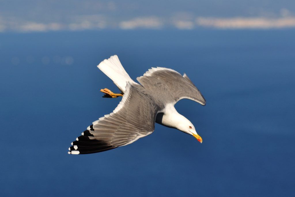 Vogelgrippealarm am Bodensee: &#8220;Panik ist überhaupt nicht angebracht&#8221;