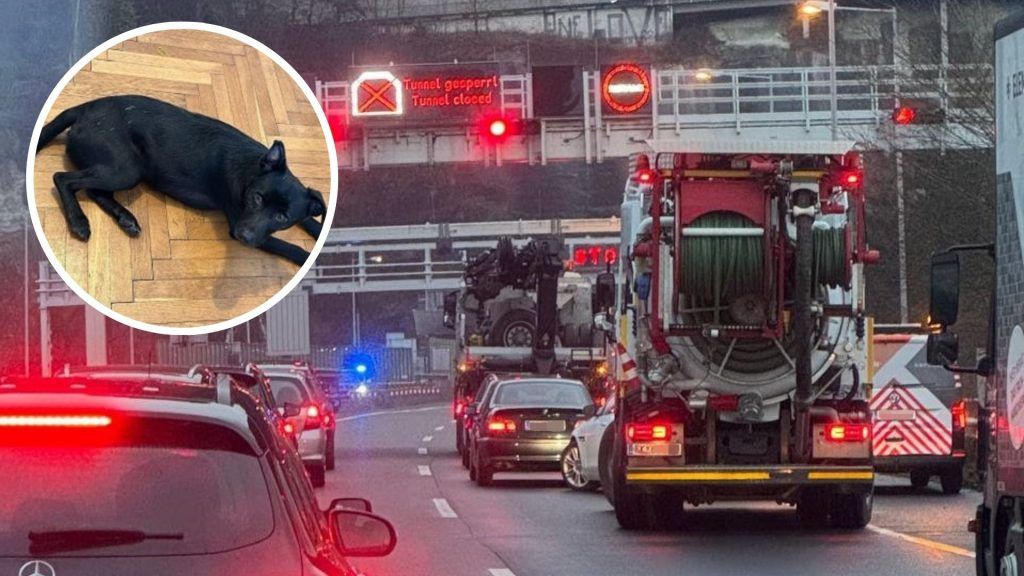 „Jeder, der einen Hund hat, sollte in seinem Vertrag nachschauen“