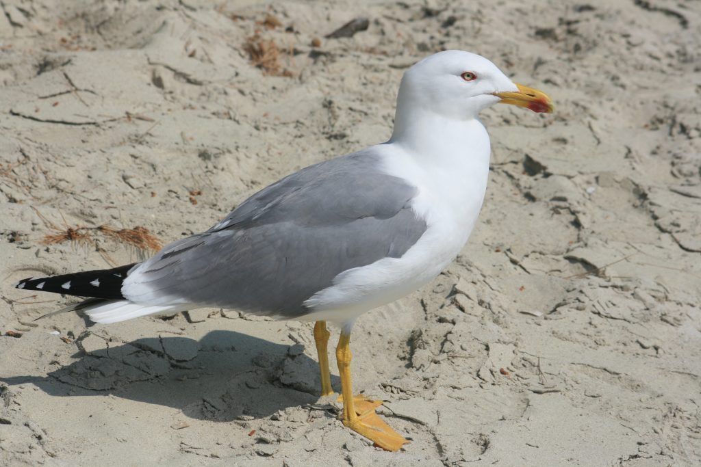 Vogelgrippealarm am Bodensee: "Panik ist überhaupt nicht angebracht"