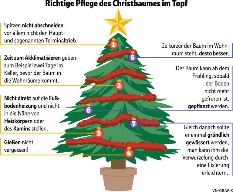 Richtige Pflege des Christbaumes im Topf_1124