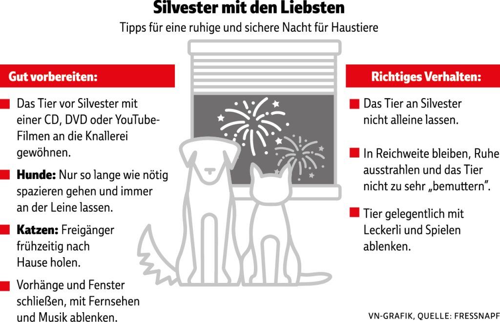 Tipps vom Tierarzt: Wie Haustiere stressfrei durch die Silvesternacht kommen