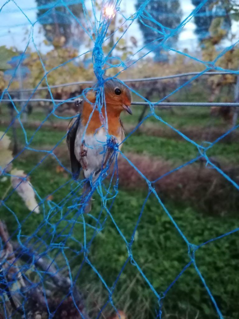 Sepp Möth, Winter, Vögel