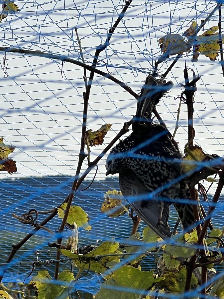 Sepp Möth, Winter, Vögel