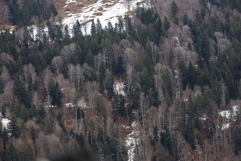 "Es kann nicht sein, dass man ganze Bestände keult und beim Rotwild nichts tut"