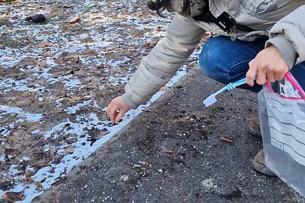 Wien streut laut Grünen illegal Salz