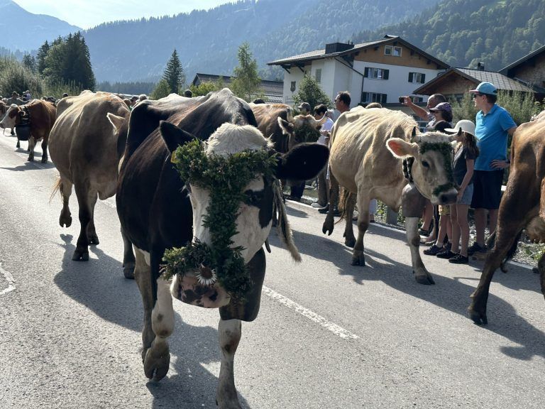 Alpabtrieb 2024 in Au - Älpler kommen mit Vieh zurück ins Tal