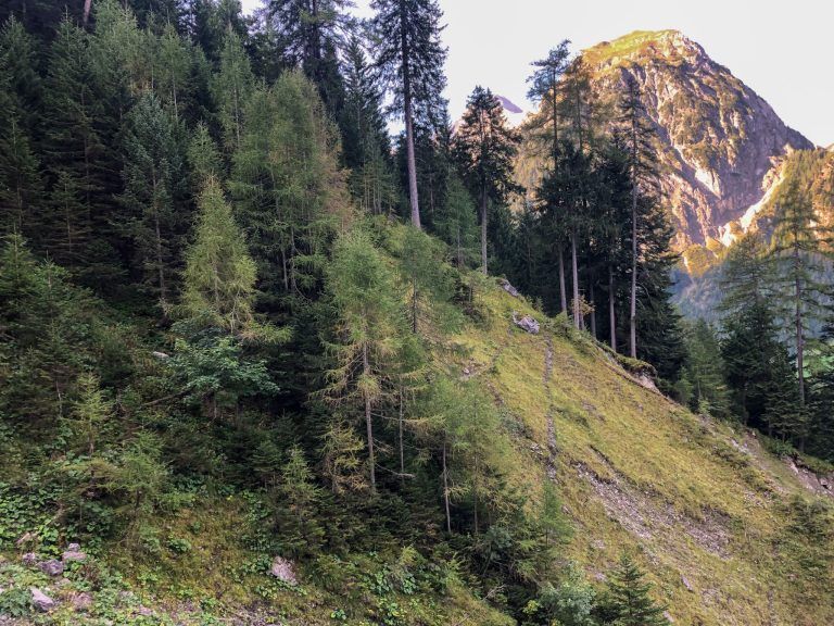 WLV fordert rasche Behebung von Jagdproblemen zur Förderung der natürlichen Waldverjüngung in Vorarlberg: Wo der Wald fehlt, fängt auch der Boden an zu erodieren.