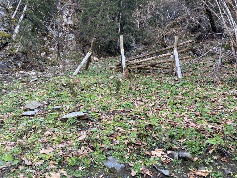 WLV fordert rasche Behebung von Jagdproblemen zur Förderung der natürlichen Waldverjüngung in Vorarlberg: Durch Steinschlag zerstörte Lawinenschutzwerke und verbissenen Fichtenpflanzen - eine schlechte Kombination.