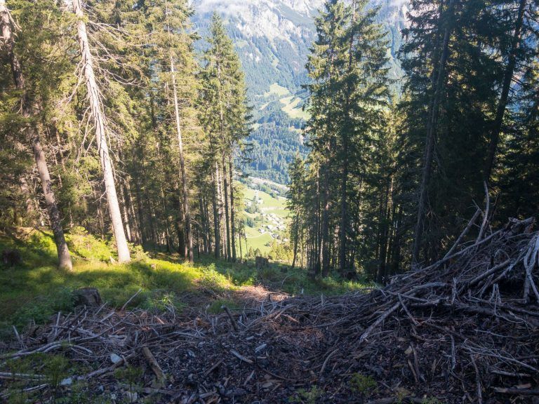 WLV fordert rasche Behebung von Jagdproblemen zur Förderung der natürlichen Waldverjüngung in Vorarlberg: Offene Züge, die teilweise die Häuser im Tal erkennen lassen, haben ein hohes Gefahrenpotential.