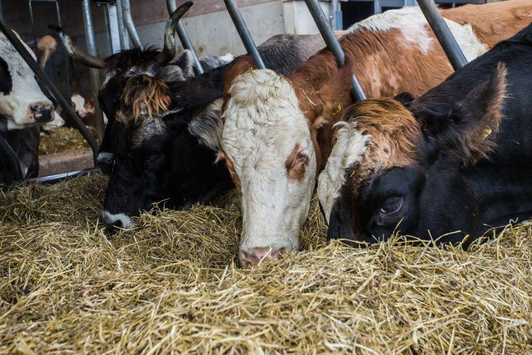 Alle 107 Tiere des TBC-verseuchten Betriebes im Bregenzerwald getötet!