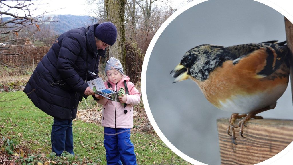 Der Bergfink klopft an: Stunde der Wintervögel 2025 lädt zum Mitmachen ein