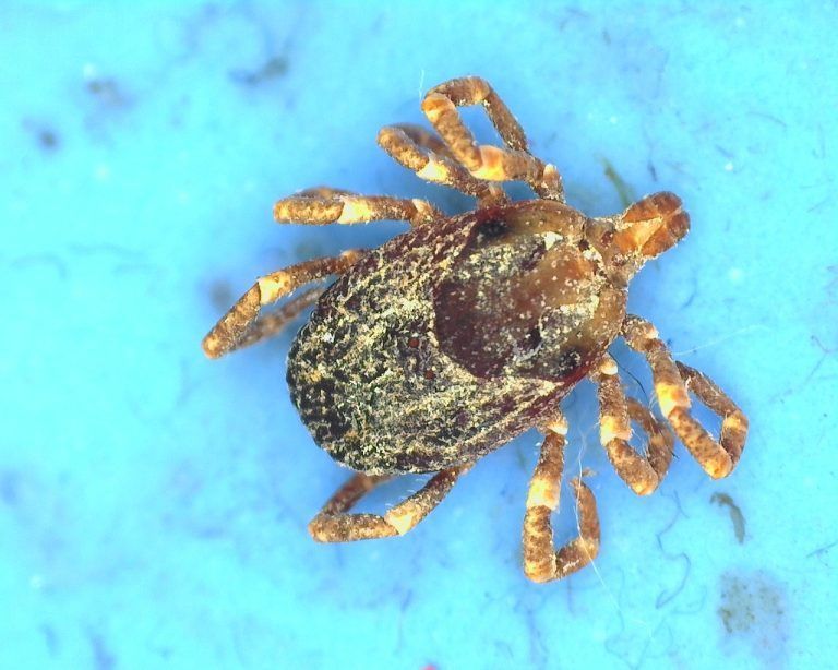 Riesenzecke Hyalomma marginatum fotografiert von Biologe und inatura-Fachberater Klaus Zimmermann