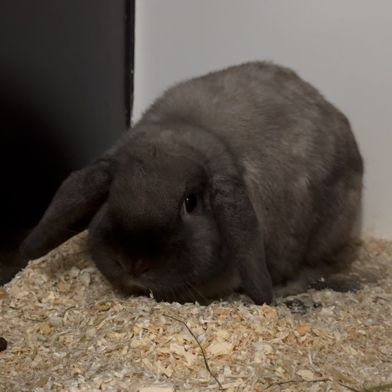 Tierecke KW 5