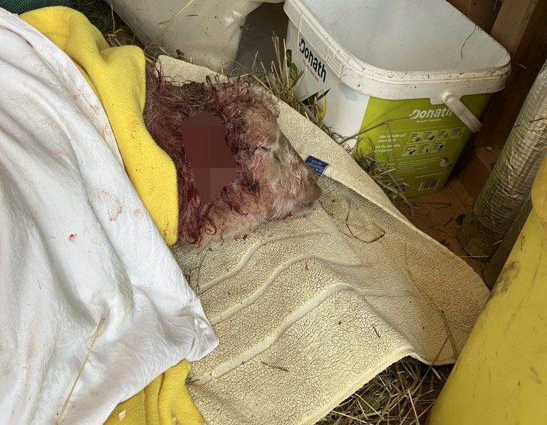 Experten zu verstümmelten Schafen in Riefensberg: „Das war Tierquälerei“