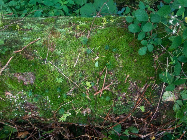 WLV fordert rasche Behebung von Jagdproblemen zur Förderung der natürlichen Waldverjüngung in Vorarlberg: Natürliche Weißtannenverjüngung - ein selten gewordenes Bild in weiten Landesteilen.