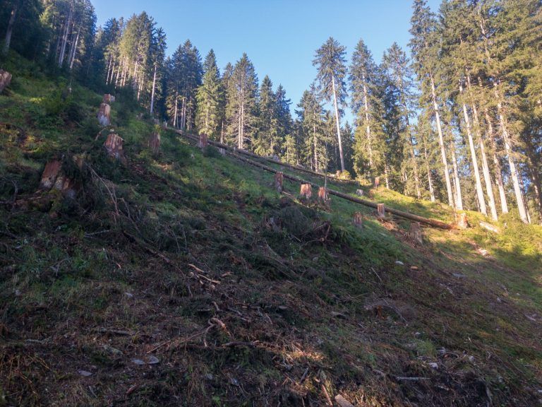 WLV fordert rasche Behebung von Jagdproblemen zur Förderung der natürlichen Waldverjüngung in Vorarlberg: Vom Wind geworfene Bäume müssen wegen Käfergefahr entfernt werden, um den verbleibenden Bestand zu schützen. Die offenen Flächen in den Mittelgebirgslagen wachsen nur sehr zögerlich zu.