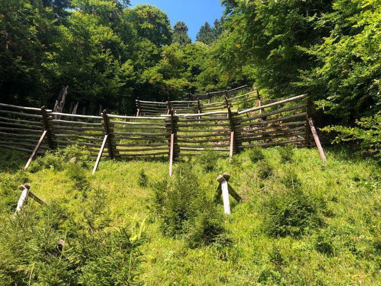 WLV fordert rasche Behebung von Jagdproblemen zur Förderung der natürlichen Waldverjüngung in Vorarlberg: Aufwändig zu sanierende Flächen im Schutzwaldbereich sind die Folge.