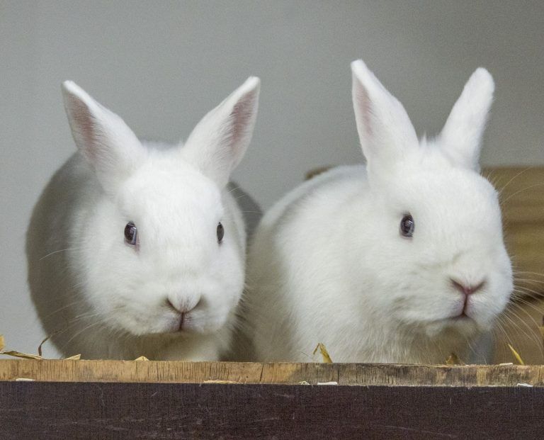 Warum verschenkte Tiere nach den Feiertagen oft im Heim enden