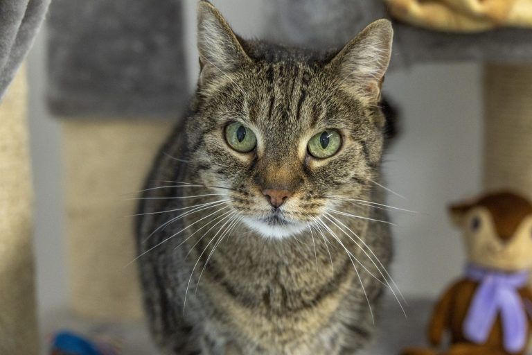 Warum verschenkte Tiere nach den Feiertagen oft im Heim enden