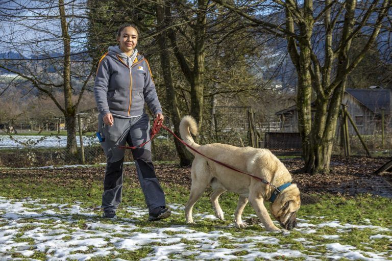 Warum verschenkte Tiere nach den Feiertagen oft im Heim enden