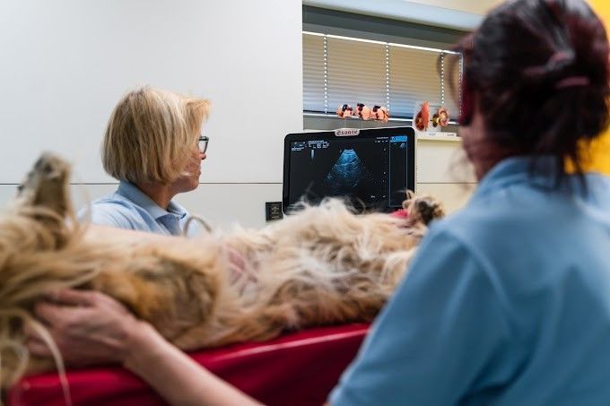Tierarzt-Workshop: Einblick in die Praxis: Foto privat: Die Kursteilnehmer in der Tierklinik Schwarzmann; Foto Tierklinik: In die Praxis haben die Kids Einblick erhalten; Foto Tierklinik Sogar am OP-Tisch durften die Kids vorbeischauen. (Bildergalerie)