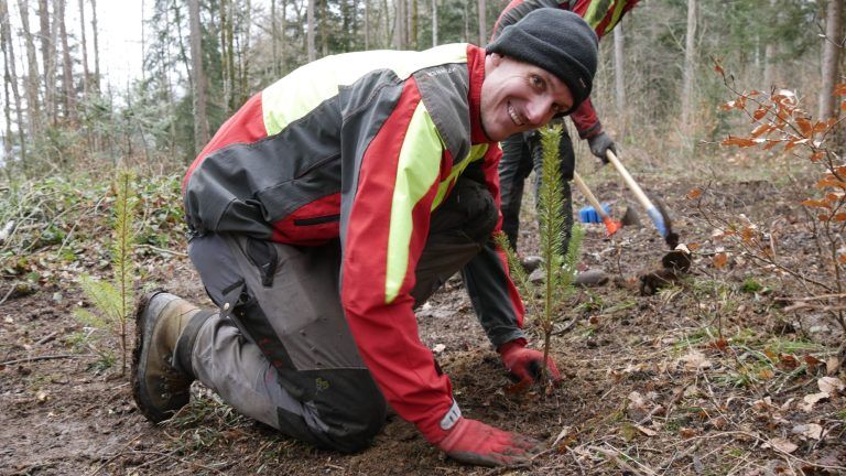 Wald, Aufforstung, Mischwald, Agrargemeinschaft Nenzing