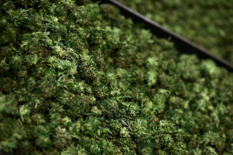 ITALY-CANNABIS/