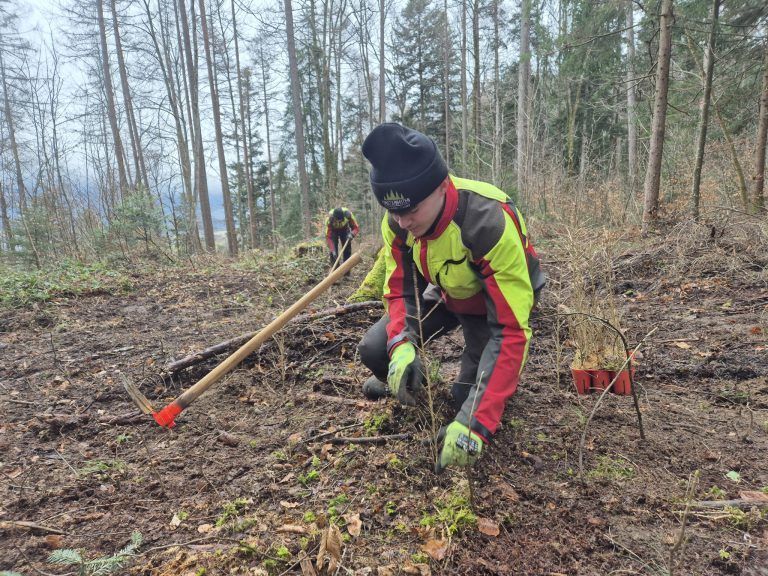 Agrargemeinschaft Nenzing, Vorarlberger Agrargemeinschaften, Wald